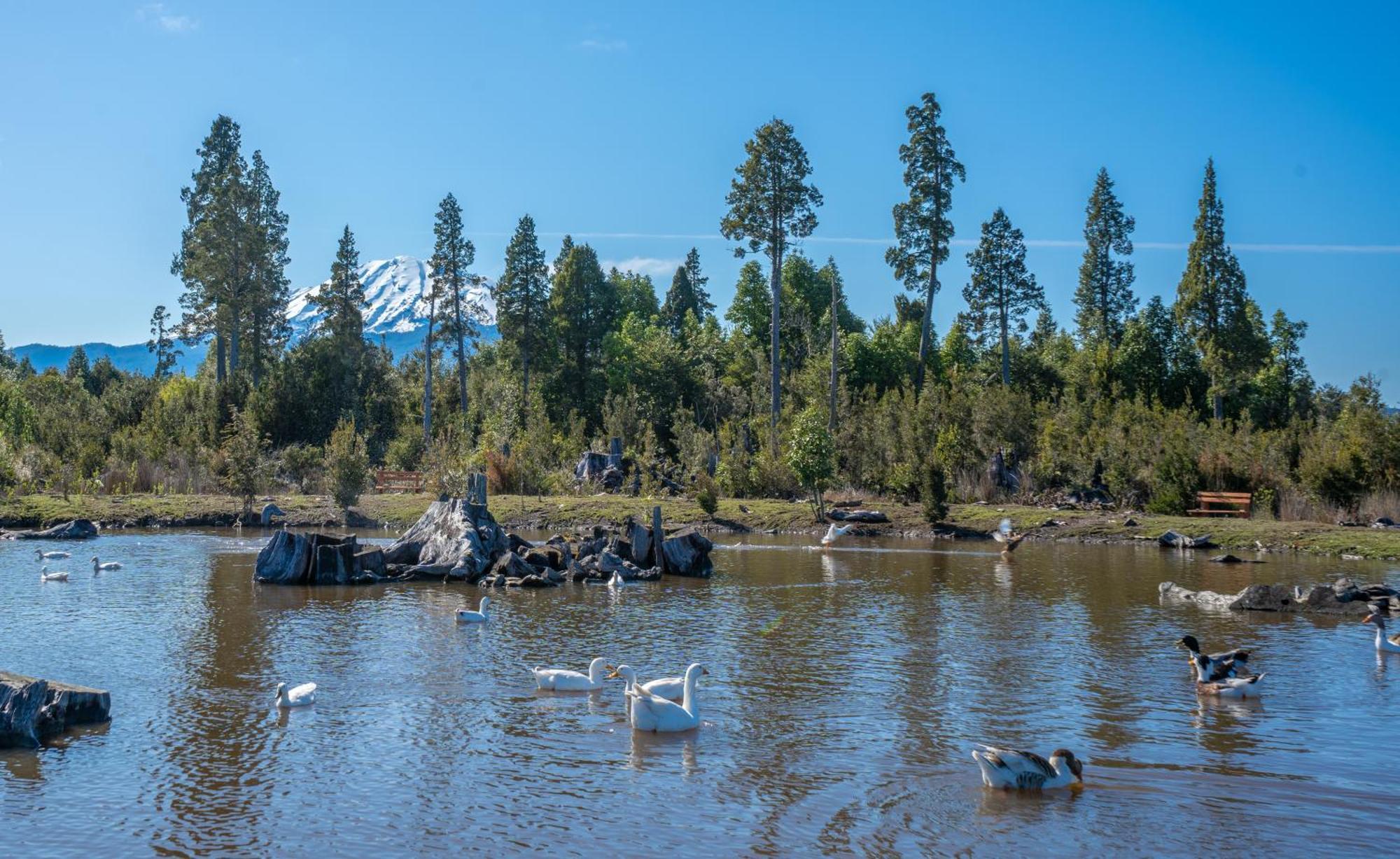 Готель Parque La Pajarera Пуерто-Варас Екстер'єр фото