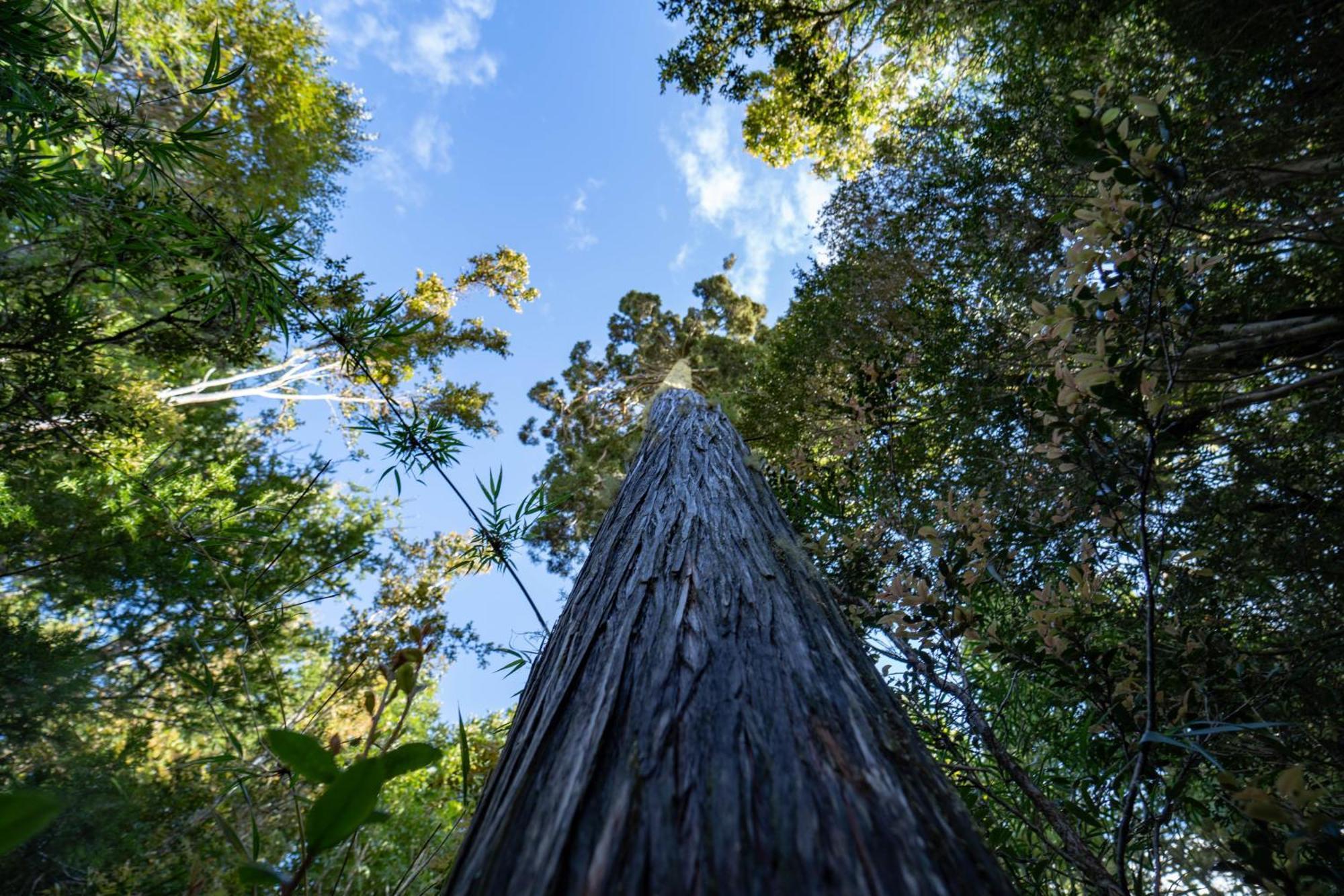 Готель Parque La Pajarera Пуерто-Варас Екстер'єр фото